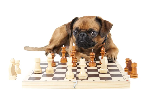 Pies rasy małe brabant z szachy — Zdjęcie stockowe