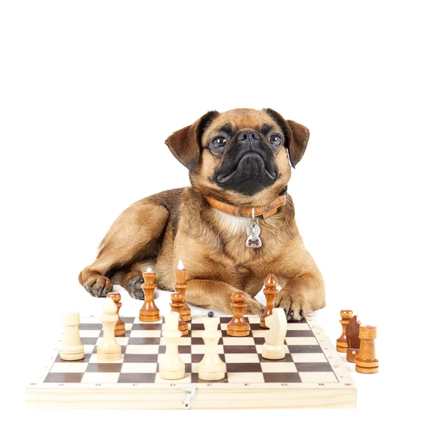 Perro Raza Pequeño Brabante con ajedrez —  Fotos de Stock