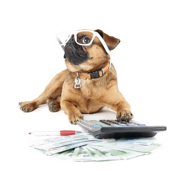 Hondenras klein-brabant accountant — Stockfoto