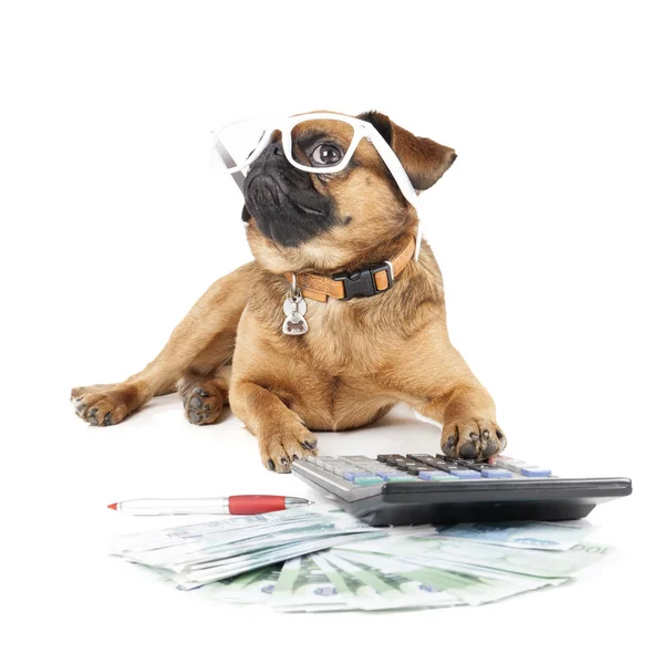 Dog Breed Small Brabant Accountant — Stock Photo, Image