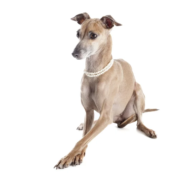 Italian greyhound — Stock Photo, Image