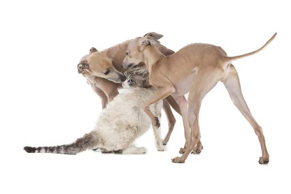 Twee honden spelen met een kat — Stockfoto