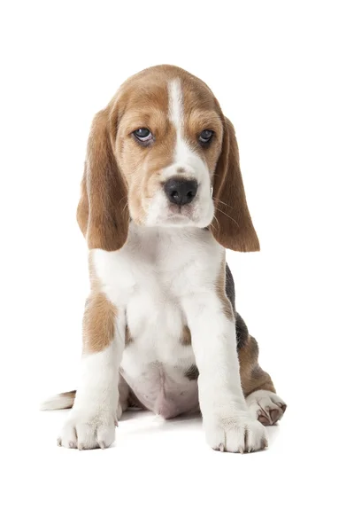 Beagle köpek yavrusu — Stok fotoğraf