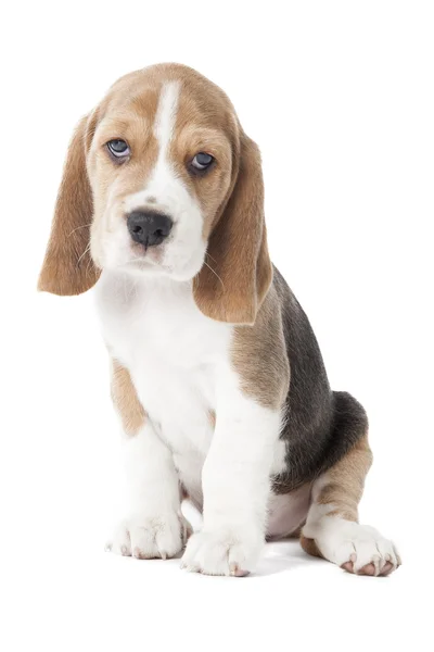 Beagle pup — Stockfoto