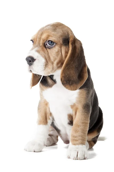 Beagle köpek yavrusu — Stok fotoğraf