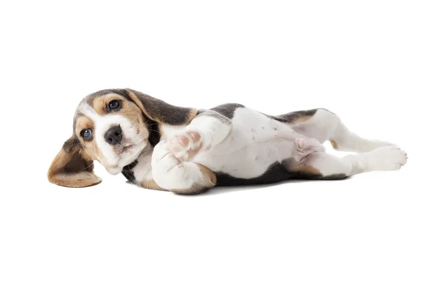 Beagle pup — Stockfoto