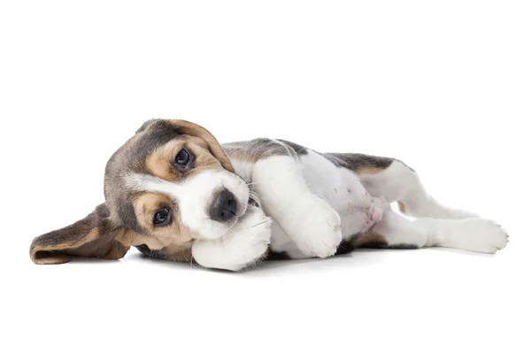 Beagle köpek yavrusu — Stok fotoğraf