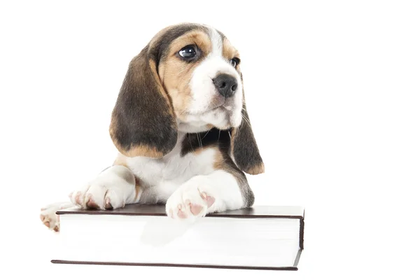 Perrito beagle aislado sobre un fondo blanco en el estudio —  Fotos de Stock