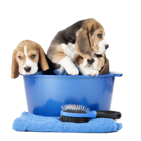 Beagle puppies — Stock Photo, Image
