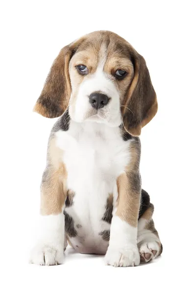 Beagle puppy — Stock Photo, Image