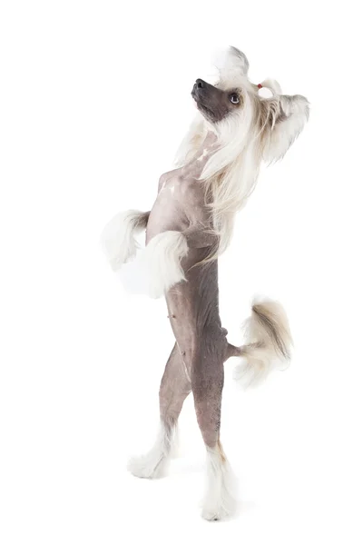 Dancing chinese crested dog — Stock Photo, Image