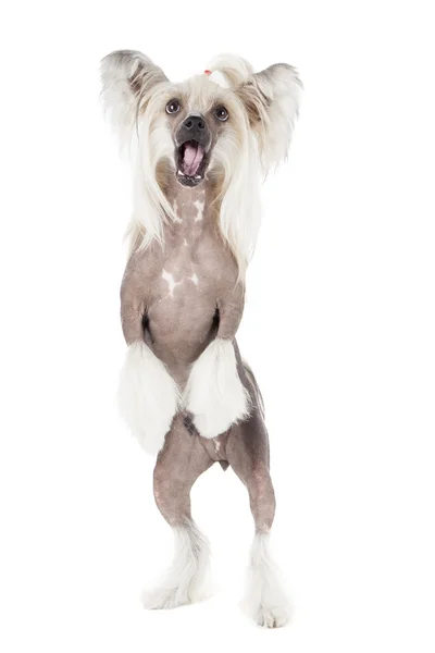 Dancing chinese crested dog — Stock Photo, Image