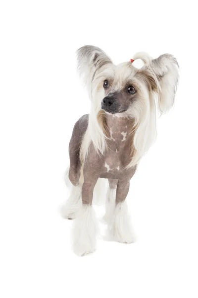 Chiński grzywacz psa — Zdjęcie stockowe