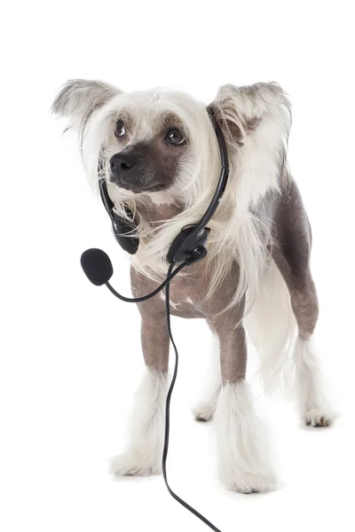 Perro de cresta chino en auriculares con micrófono —  Fotos de Stock