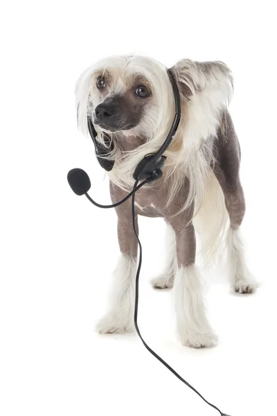Chinesischer Haubenhund mit Kopfhörer und Mikrofon — Stockfoto