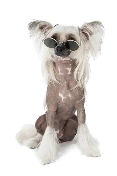 Chinese crested dog with glasses — Stock Photo, Image