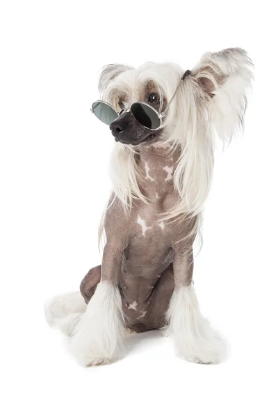 Chiński grzywacz pies w okularach — Zdjęcie stockowe