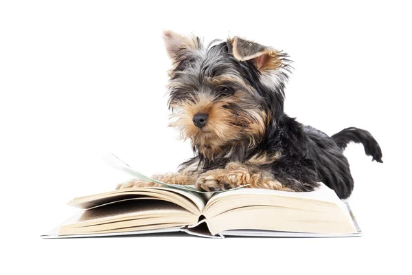 Yorkshire Terrier con un libro —  Fotos de Stock