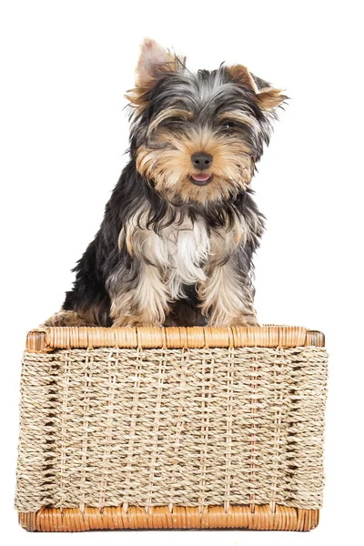 Yorkshire terrier on the baske — Stock Photo, Image