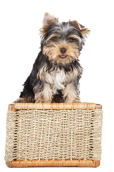 Yorkshire Terrier auf dem Korb — Stockfoto