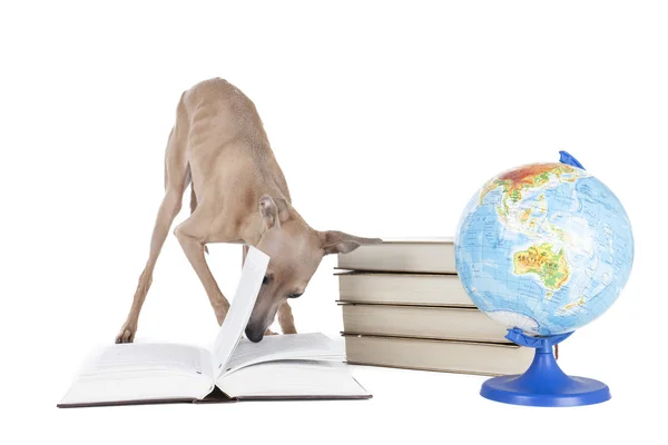 Greyhound italiano com livros e globo — Fotografia de Stock