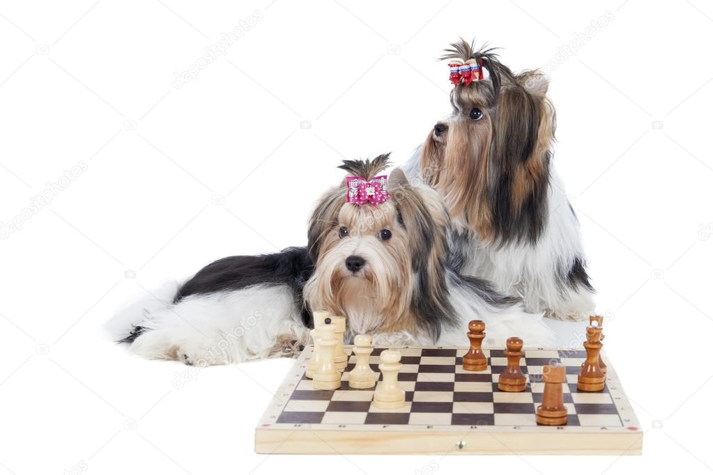 Yorkshire terriers are playing chess
