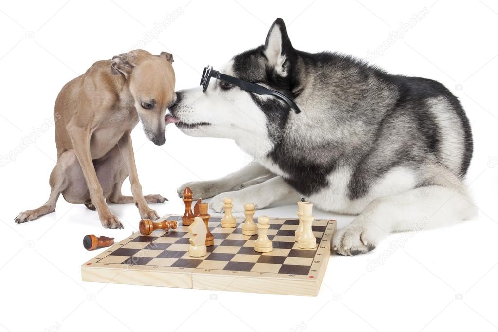 two dogs (Italian greyhound and Siberian Husky) playing chess