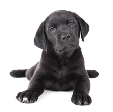Labrador yavrusu