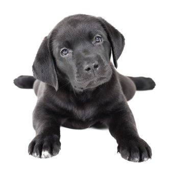 Labrador yavrusu