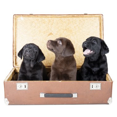 bavulun içinde üç labrador yavrusu