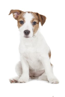 jack Russell terrier yavrusu