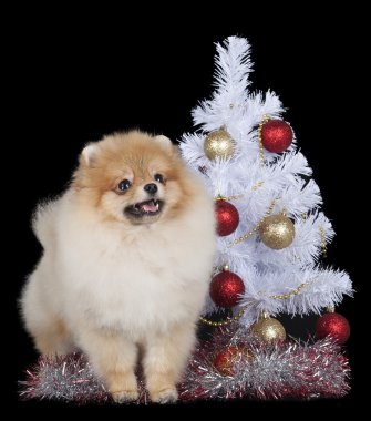 Pomeranian Noel ağacı