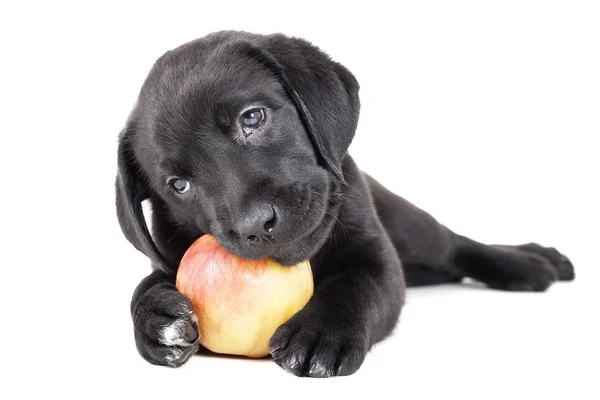 Szczeniak Labrador z jabłkiem — Zdjęcie stockowe