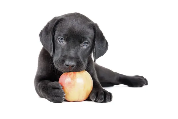 Szczeniak Labrador z jabłkiem — Zdjęcie stockowe