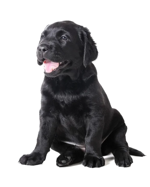 Labrador puppy — Stockfoto