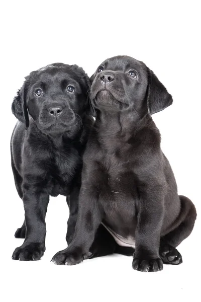 Dos labrador cachorro — Foto de Stock