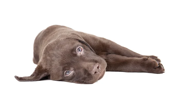 Labrador yavrusu çikolata — Stok fotoğraf