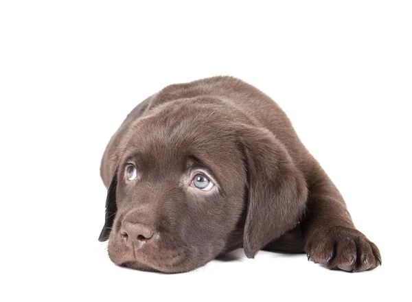 Chocolate de cachorro Labrador — Fotografia de Stock