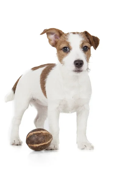 Jack russell Terriër pup — Stockfoto