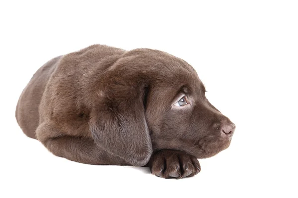 Labrador puppy chocolade — Stockfoto