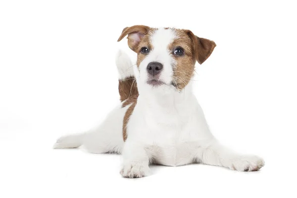 Jack russell Terriër pup — Stockfoto