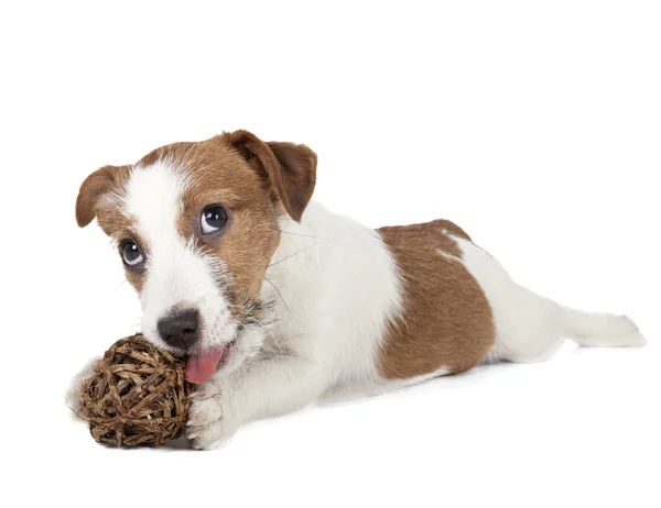 Jack Russell Terrier cachorro —  Fotos de Stock