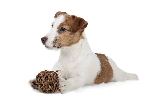 Jack Russell Terrier Welpe — Stockfoto