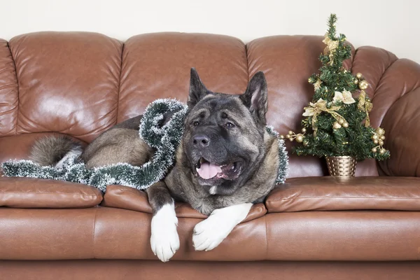 American Akita on the couch — Stock Photo, Image