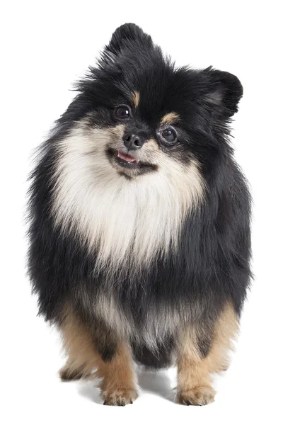 Pomeranian — Stock Photo, Image