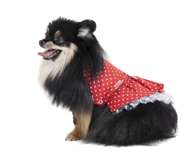 Pomeranian in a dress — Stock Photo, Image