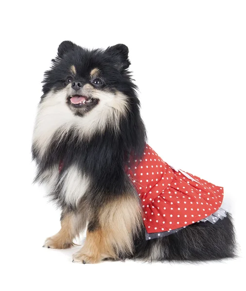 Pomeranian in a dress — Stock Photo, Image