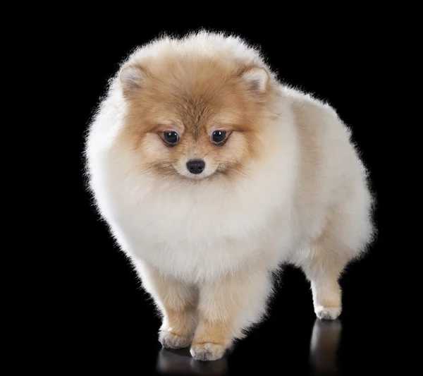 Pomeranian — Stock Photo, Image