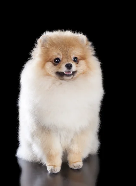 Pomeranian — Stock Photo, Image