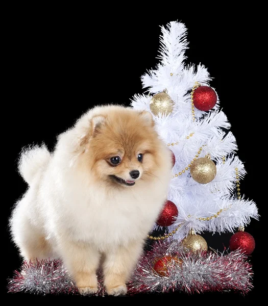 Pomeranian with Christmas tree — Stock Photo, Image